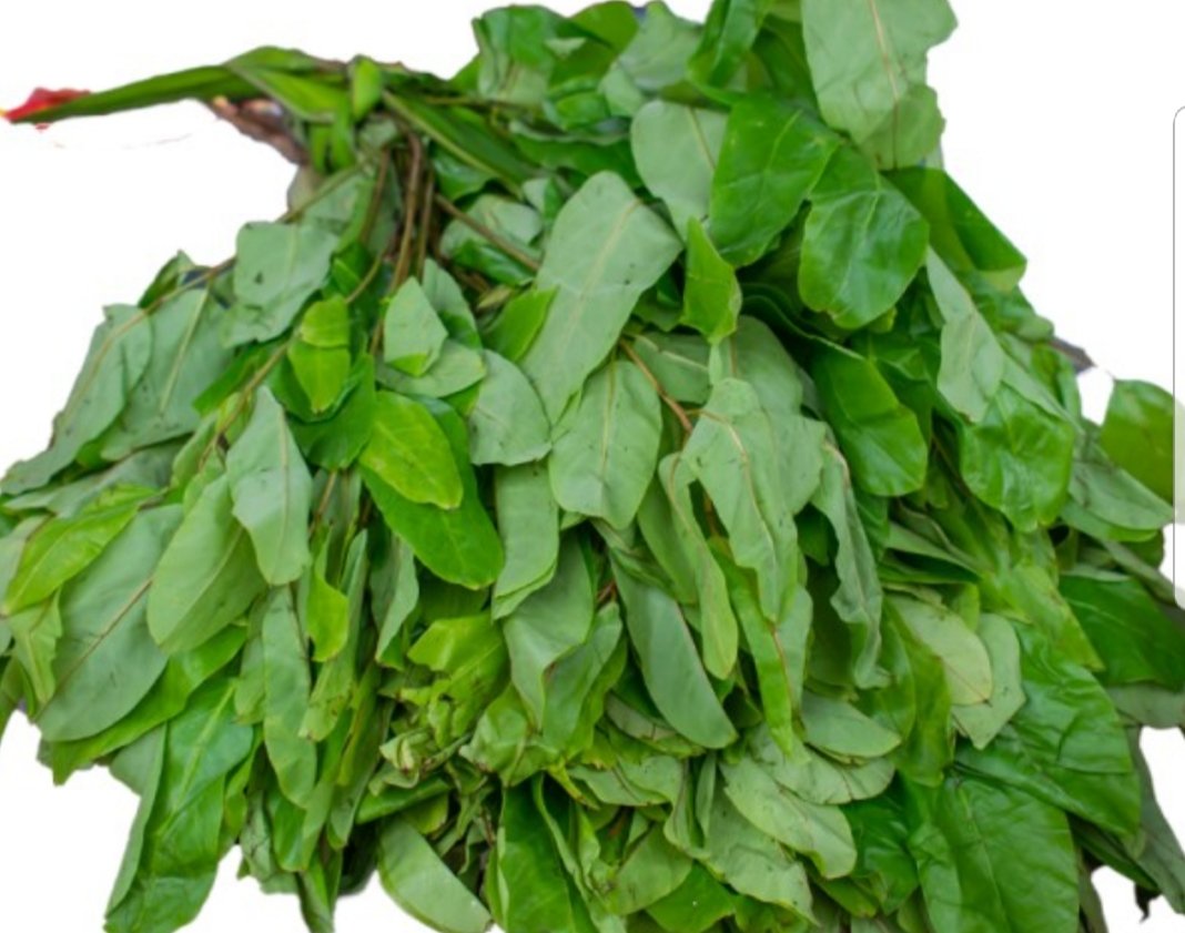Fresh Ora Leaves